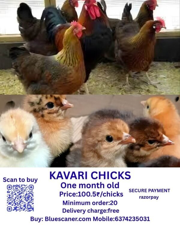 KAVARI CHICKS காவரி சிக்ஸ்