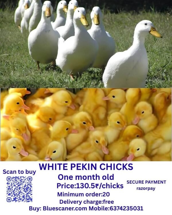 white pekin chicks வெள்ளை பெக்கின் சிக்ஸ்