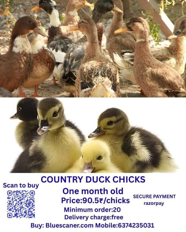 Country duck chicks நாட்டு வாத்து குஞ்சுகள்