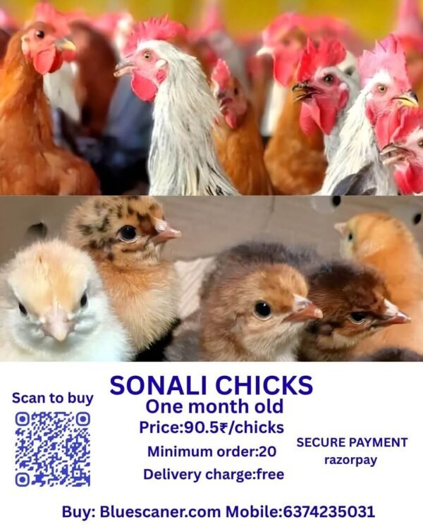 SONALI CHICKS சோனாலி சிக்ஸ்