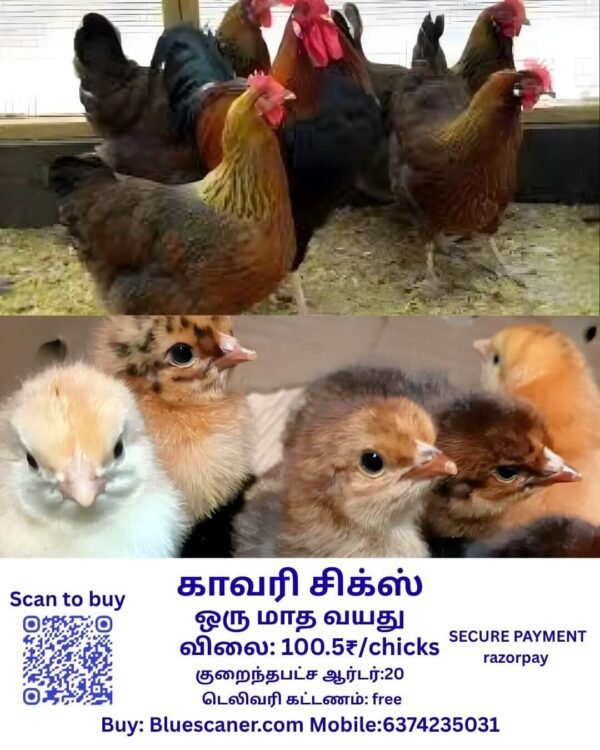 KAVARI CHICKS காவரி சிக்ஸ் - Image 2
