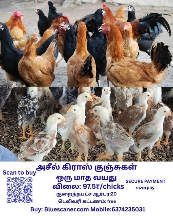 ASEEL CROSS CHICKS அசீல் கிராஸ் குஞ்சுகள் - Image 2
