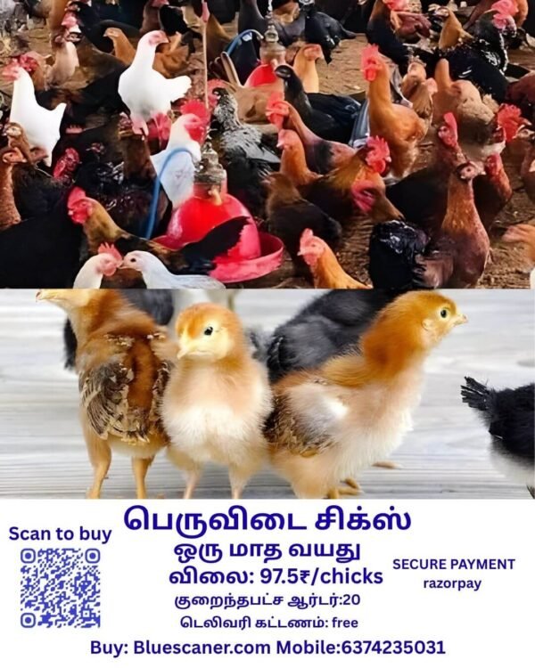 PERUVIDAI CHICKS பெருவிடை சிக்ஸ் - Image 2