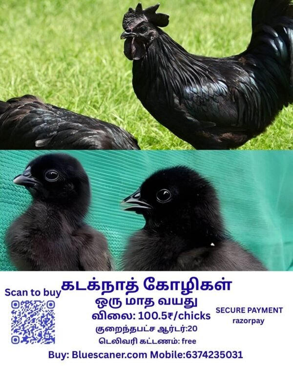 KADAKNATH CHICKS கடக்நாத் கோழிகள் - Image 2