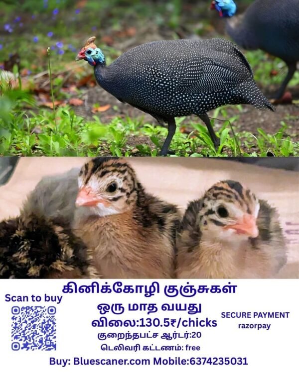 Guineafowl chicks கினிக்கோழி குஞ்சுகள் - Image 2