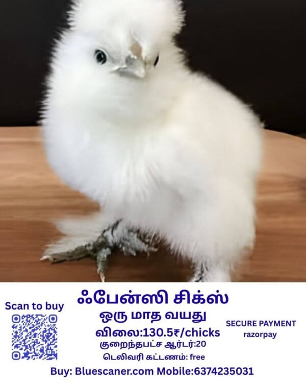 Fancy chicks ஃபேன்ஸி சிக்ஸ் - Image 2