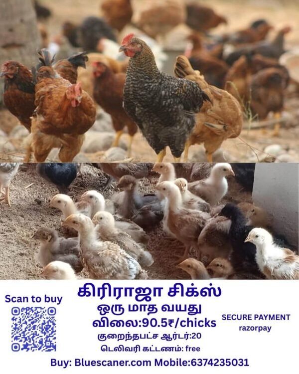 Giriraja chicks கிரிராஜா சிக்ஸ் - Image 2