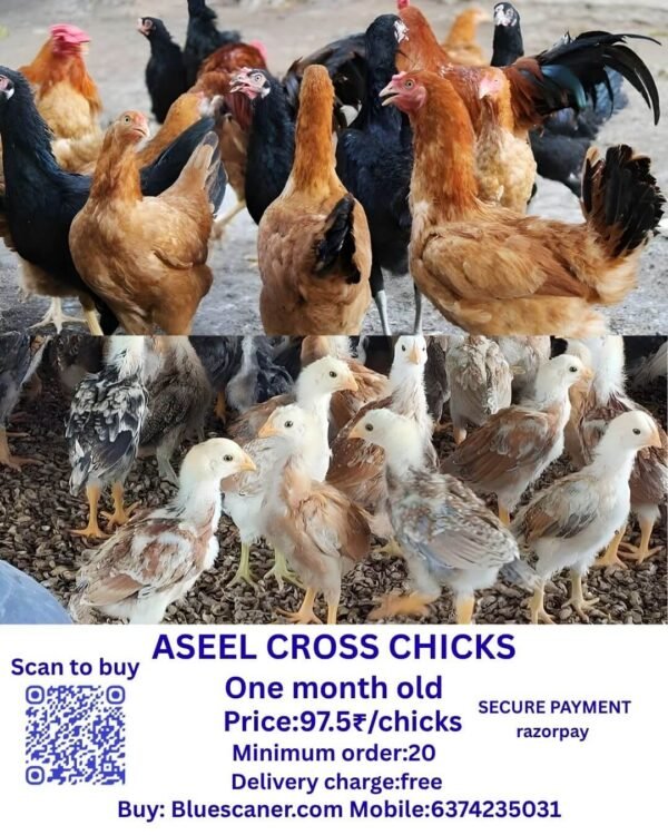 ASEEL CROSS CHICKS அசீல் கிராஸ் குஞ்சுகள்