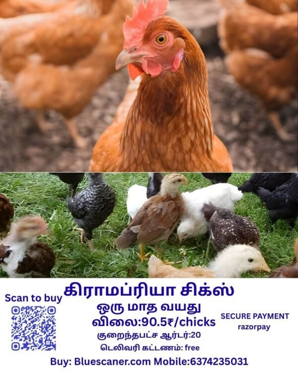 Gramapriya chicks கிராமப்ரியா சிக்ஸ் - Image 2