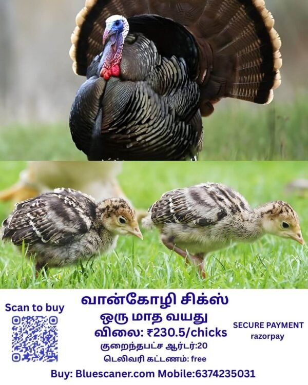 Turkey chicks வான்கோழி சிக்ஸ் - Image 2