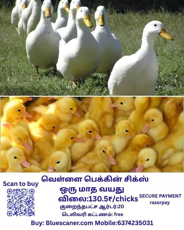 white pekin chicks வெள்ளை பெக்கின் சிக்ஸ் - Image 2