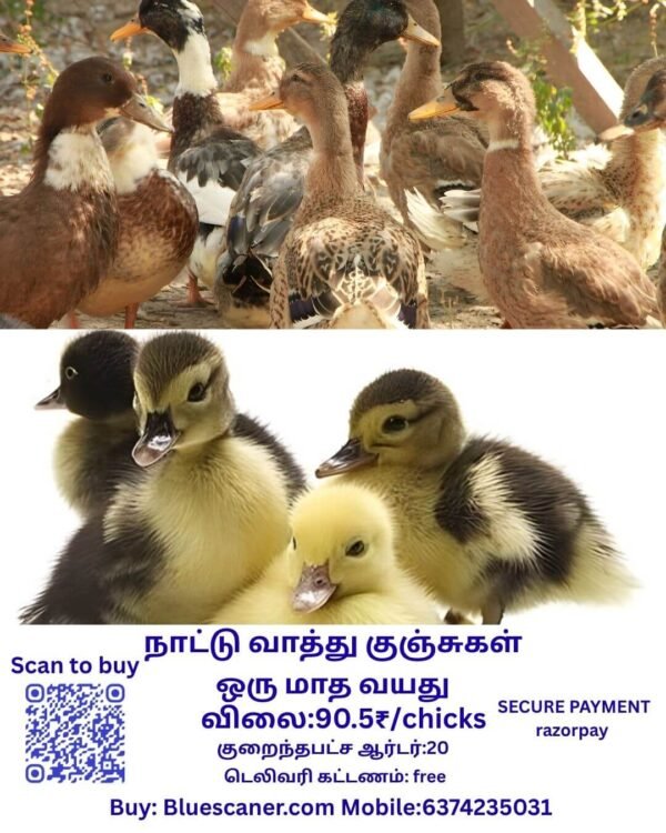 Country duck chicks நாட்டு வாத்து குஞ்சுகள் - Image 2