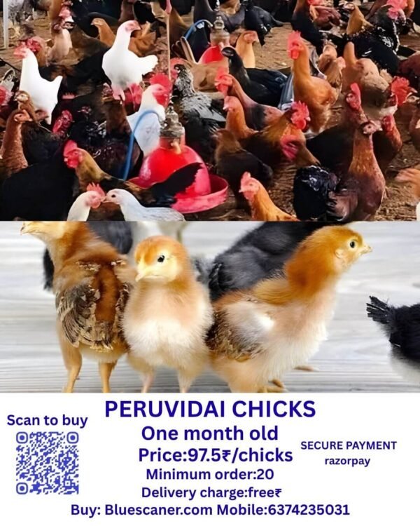 PERUVIDAI CHICKS பெருவிடை சிக்ஸ்