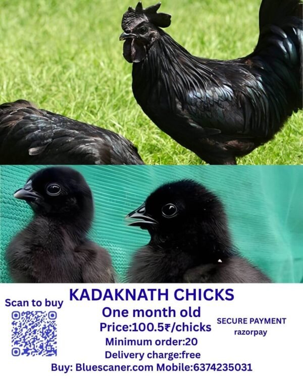 KADAKNATH CHICKS கடக்நாத் கோழிகள்