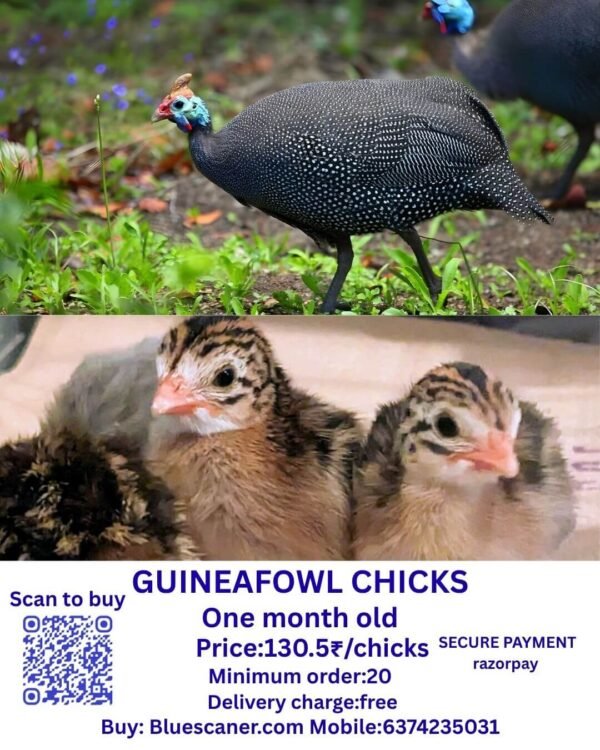 Guineafowl chicks கினிக்கோழி குஞ்சுகள்