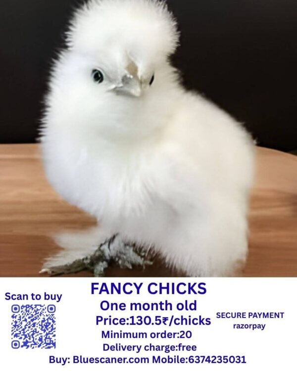Fancy chicks ஃபேன்ஸி சிக்ஸ்