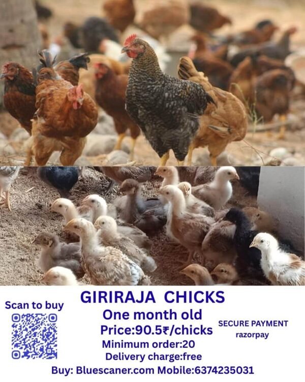 Giriraja chicks கிரிராஜா சிக்ஸ்