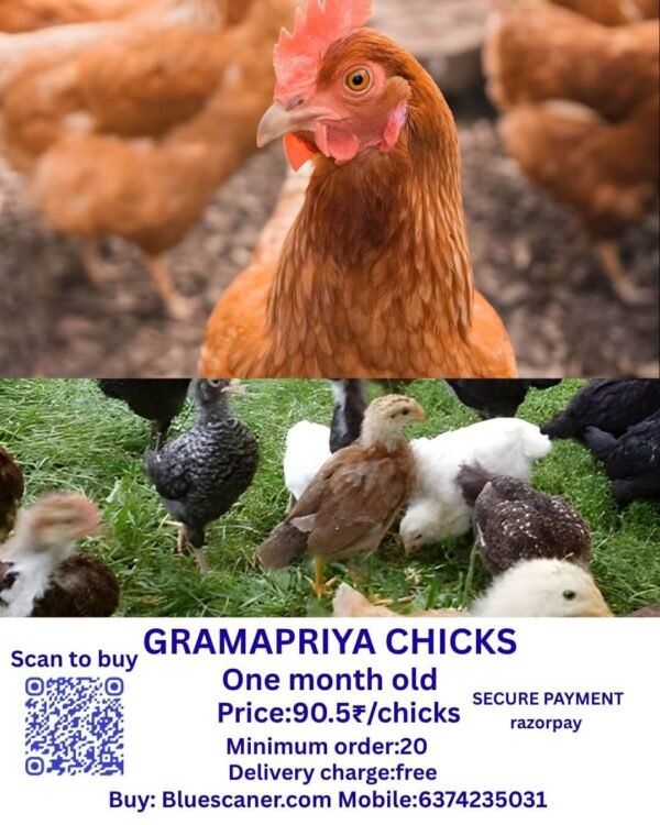 Gramapriya chicks கிராமப்ரியா சிக்ஸ்