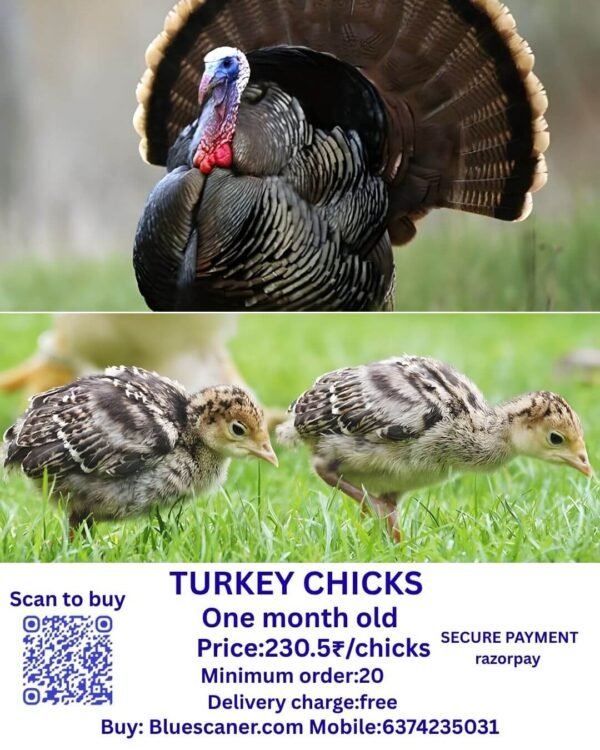 Turkey chicks வான்கோழி சிக்ஸ்